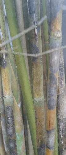 Bamboo Black Spots.jpg