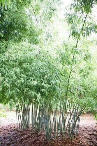 Dendrocalamus elegans – Elegant Bamboo