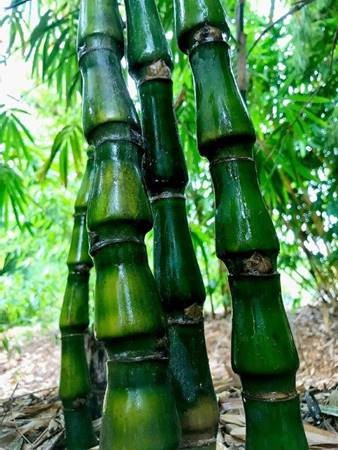 Bambusa tuldoides cv. ‘Swolleninternode’ – Cool Buddha Bamboo