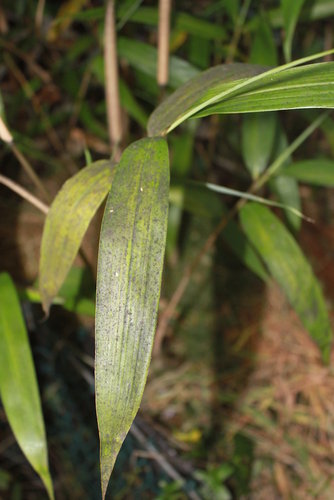 Psuedosasa japonica