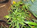Fargesia dracocephala 'Rufa'