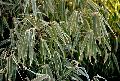 Fargesia dracocephala 'Rufa'