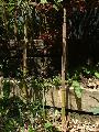 Phyllostachys aureosulcata 'Spectabilis'