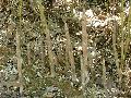 Phyllostachys aureosulcata 'Spectabilis'