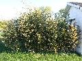 <i> Phyllostachys bissetii</i>