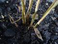<i> Phyllostachys heteroclada</i>