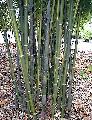 <i> Bambusa emeiensis</i> 'Viridiflavus'