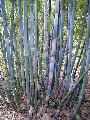 <i> Bambusa chungii</i> var. barbelatta