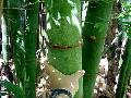 <i> Bambusa beecheyana</i>
