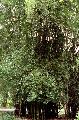 <i> Bambusa lapidea</i> 