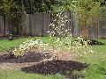 <i> Phyllostachys bambusoides</i> 'Richard Haubrich'