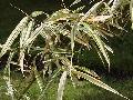 <i> Phyllostachys bambusoides</i> 'Richard Haubrich'
