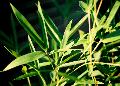 <i> Phyllostachys heteroclada</i>