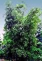 <i> Guadua angustifolia</i> 