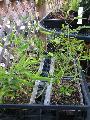 <i> Phyllostachys heteroclada</i> 