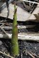 <i> Phyllostachys heteroclada</i>
