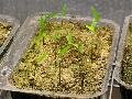 <i> Phyllostachys heteroclada</i> 