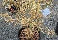 <i> Phyllostachys bambusoides</i> 'Richard Haubrich'