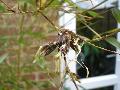 Phyllostachys aureosulcata 'Spectabilis'