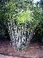 <i> Bambusa chungii</i> var. barbelatta