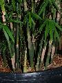 <i> Bambusa burmanica</i> 