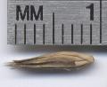 <i> Phyllostachys heteroclada</i>