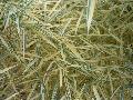 <i> Phyllostachys bambusoides</i> 'Richard Haubrich'