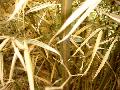 <i> Phyllostachys bambusoides</i> 'Richard Haubrich'