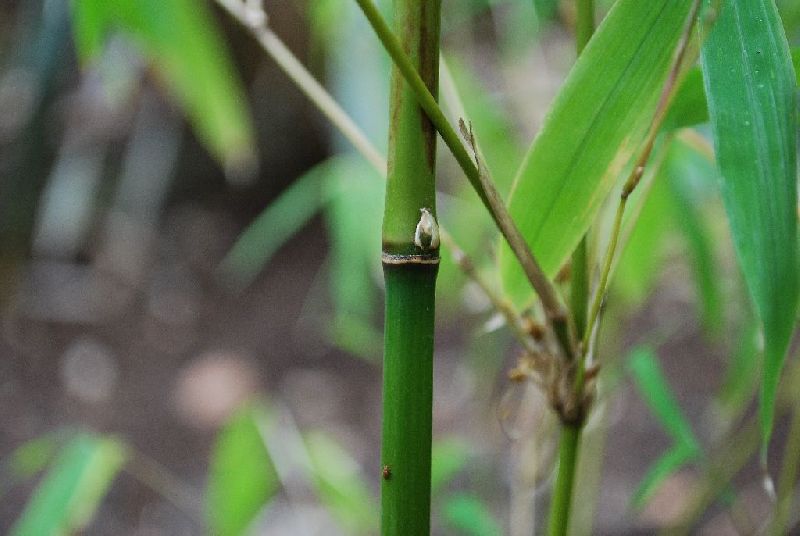 <i> Himalayacalamus cupreus</i> 
