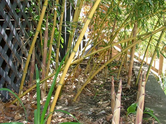 <i> Phyllostachys aureosulcata</i> 'Spectabilis'