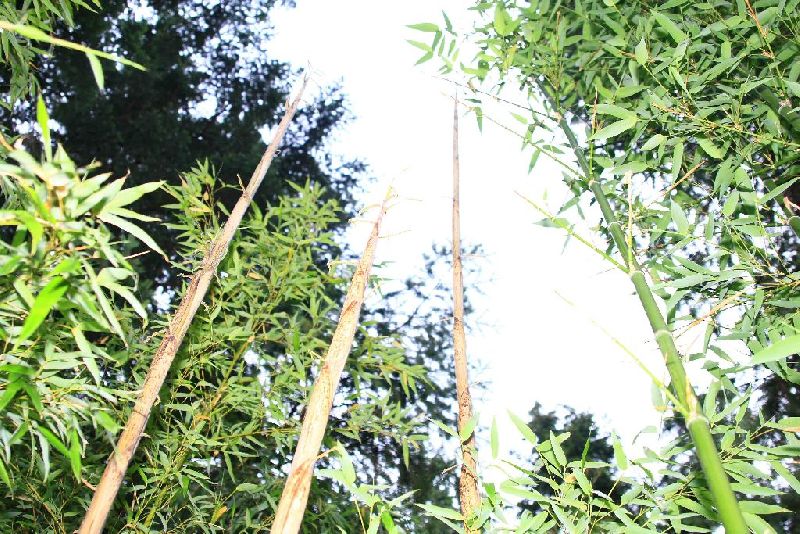 <i> Phyllostachys bambusoides</i> 