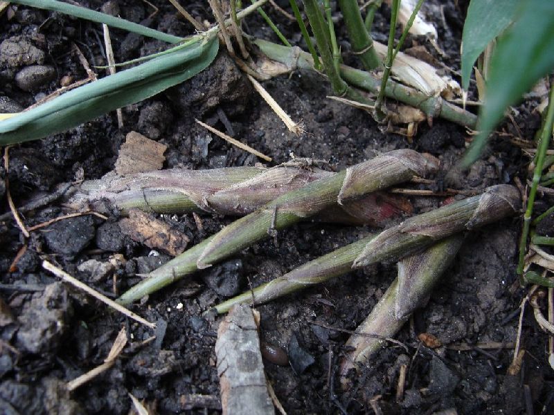 <i> Phyllostachys bissetii</i> 