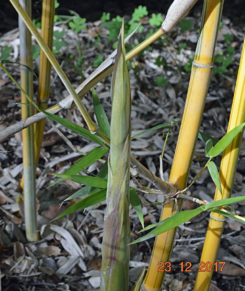 <i> Bambusa eutuldoides</i> 'Viridivittata'