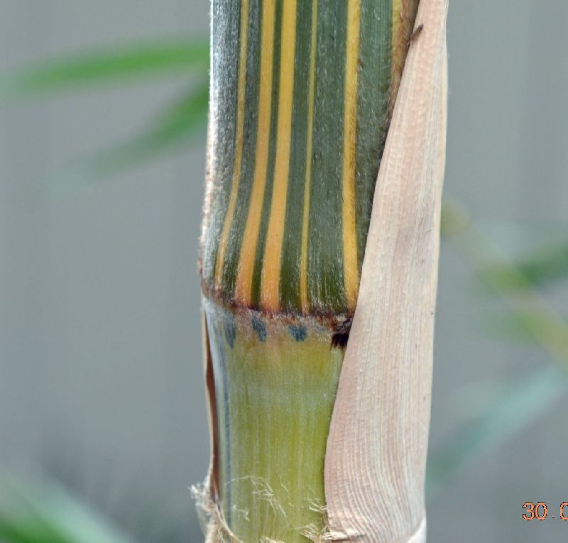 <i> Bambusa pervariabilis</i> 'Viridistriatus'