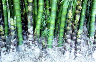 <i> Bambusa vulgaris</i> 'Wamin'