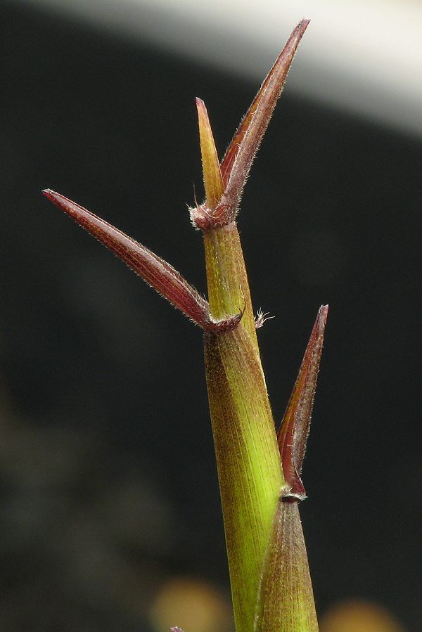 <i> Phyllostachys heteroclada</i> 'Purpurata'