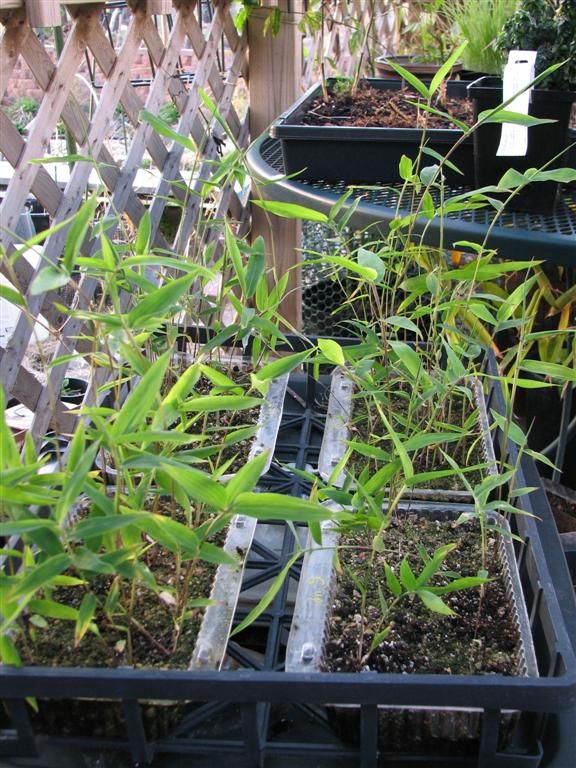 <i> Phyllostachys heteroclada</i> 