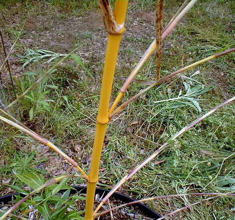 <i> Phyllostachys bambusoides</i> 'Allgold' 