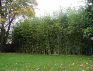 <i> Phyllostachys heteroclada</i> 