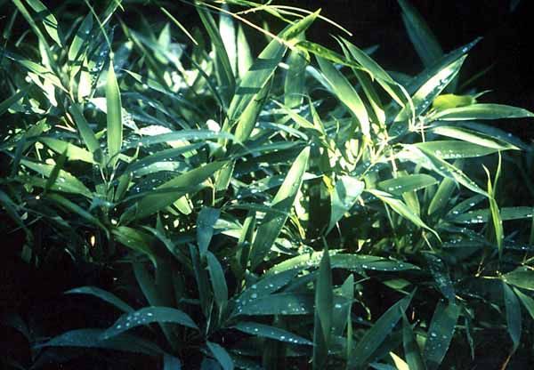 <i> Shibataea lancifolia</i> 