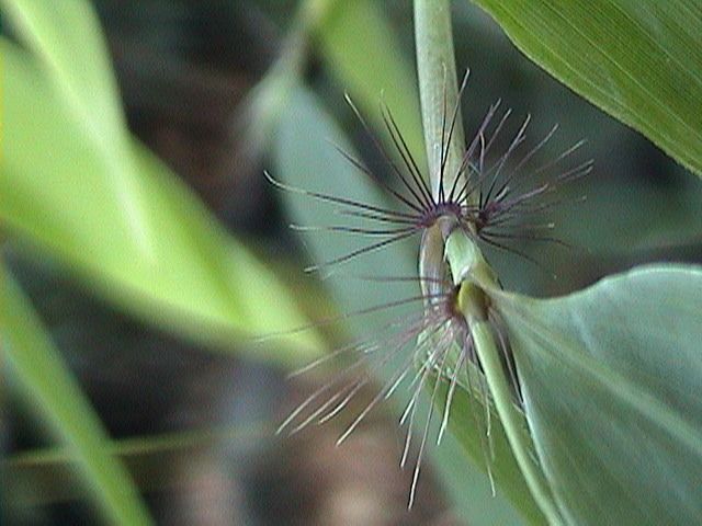 <i> Ampelocalamus scandens</i> 