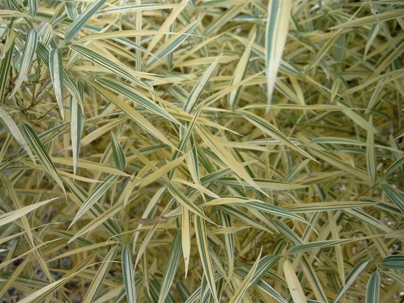 <i> Phyllostachys bambusoides</i> 'Richard Haubrich'