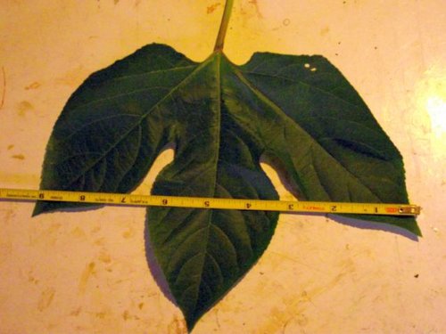 Huge Maypop Leaf