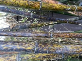 Close-up of sick culms