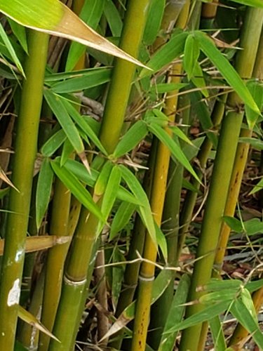 Bamboo_2.jpg
