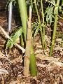 <i> Bambusa gibba</i> 