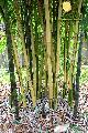 <i> Bambusa emeiensis</i> 'Flavidovirens'
