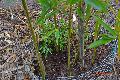 <i> Phyllostachys humilis</i> 