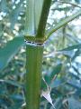 <i> Phyllostachys humilis</i> 