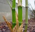 <i> Phyllostachys bambusoides</i> 'Marliac'